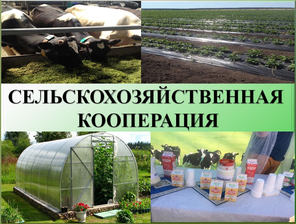 Сельскохозяйственная потребительская кооперация